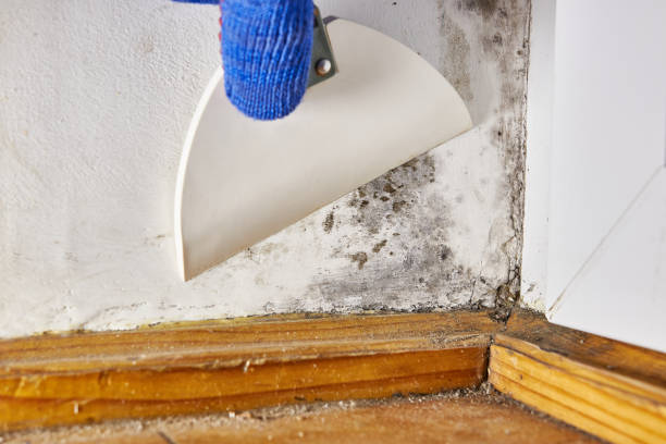 Best Mold Remediation for Healthcare Facilities  in Honaunau Napoopoo, HI